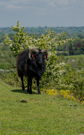 Walks in Shropshire